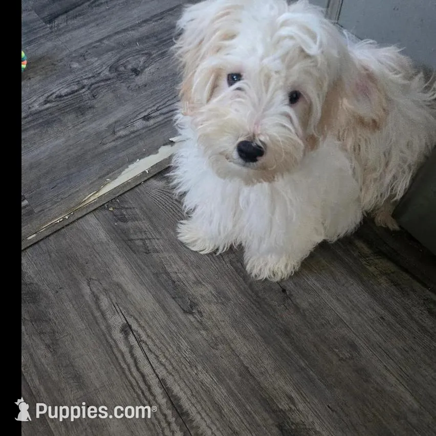 Rocky – Maltipoo puppy for sale in Monroeville, IN