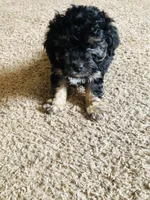 Bear, a male Poodle - Miniature  for sale in Queen Creek, AZ – Photo 5 of 6