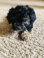 Bear, a male Poodle - Miniature  for sale in Queen Creek, AZ – Photo 4 of 6