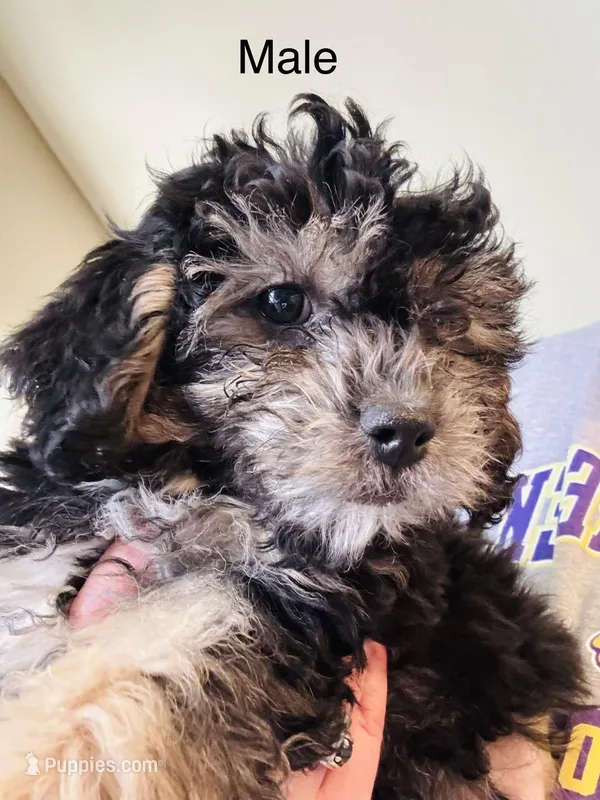 Bear – Poodle - Miniature  puppy for sale in Queen Creek, AZ