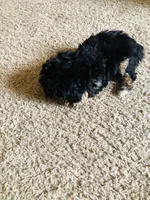 Bear, a male Poodle - Miniature  for sale in Queen Creek, AZ – Photo 6 of 6