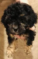 Bear, a male Poodle - Miniature  for sale in Queen Creek, AZ – Photo 3 of 6