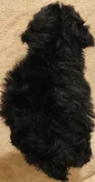 Bear, a male Poodle - Miniature  for sale in Queen Creek, AZ – Photo 2 of 6