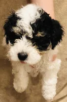 Bella, a female Poodle - Miniature  for sale in Queen Creek, AZ – Photo 2 of 6