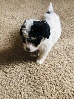 Bella, a female Poodle - Miniature  for sale in Queen Creek, AZ – Photo 5 of 6