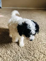 Bella, a female Poodle - Miniature  for sale in Queen Creek, AZ – Photo 4 of 6