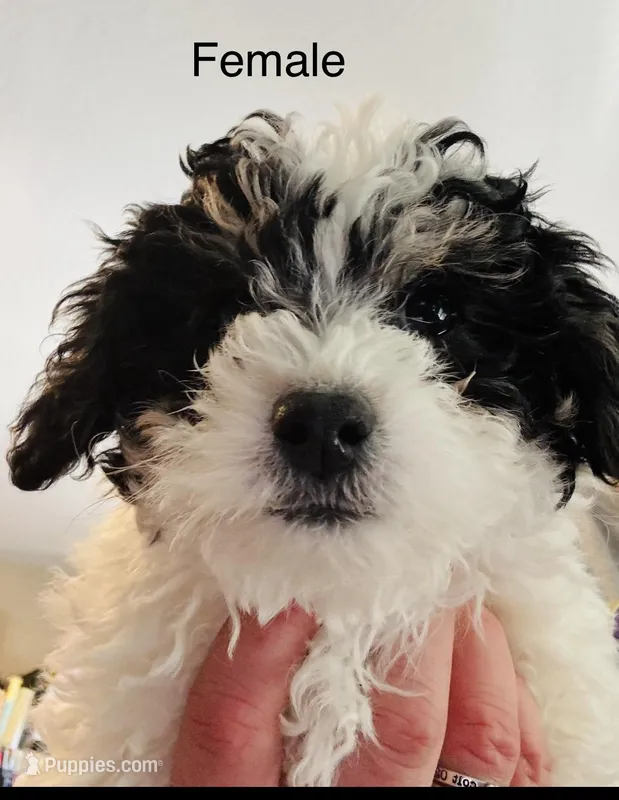 Bella – Poodle - Miniature  puppy for sale in Queen Creek, AZ