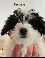 Bella, a female Poodle - Miniature  for sale in Queen Creek, AZ – Photo 1 of 6