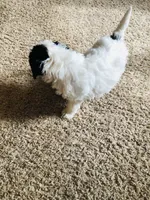 Bella, a female Poodle - Miniature  for sale in Queen Creek, AZ – Photo 6 of 6