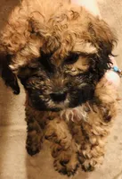 Teddy, a male Poodle - Miniature  for sale in Queen Creek, AZ – Photo 3 of 6