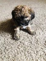 Teddy, a male Poodle - Miniature  for sale in Queen Creek, AZ – Photo 5 of 6