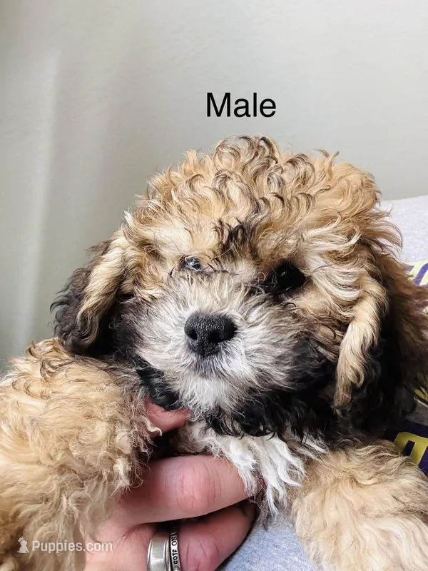Teddy – Poodle - Miniature  puppy for sale in Queen Creek, AZ