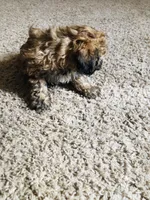 Teddy, a male Poodle - Miniature  for sale in Queen Creek, AZ – Photo 4 of 6