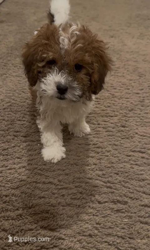 Rossie – Poodle - Miniature  puppy for sale in Queen Creek, AZ