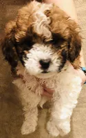 Rossie, a female Poodle - Miniature  for sale in Queen Creek, AZ – Photo 2 of 4