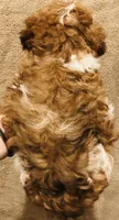 Rossie, a female Poodle - Miniature  for sale in Queen Creek, AZ – Photo 4 of 4