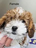 Rossie, a female Poodle - Miniature  for sale in Queen Creek, AZ – Photo 3 of 4