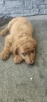 Lucas, a male Goldendoodle for sale in Leavenworth, IN – 4 of 6