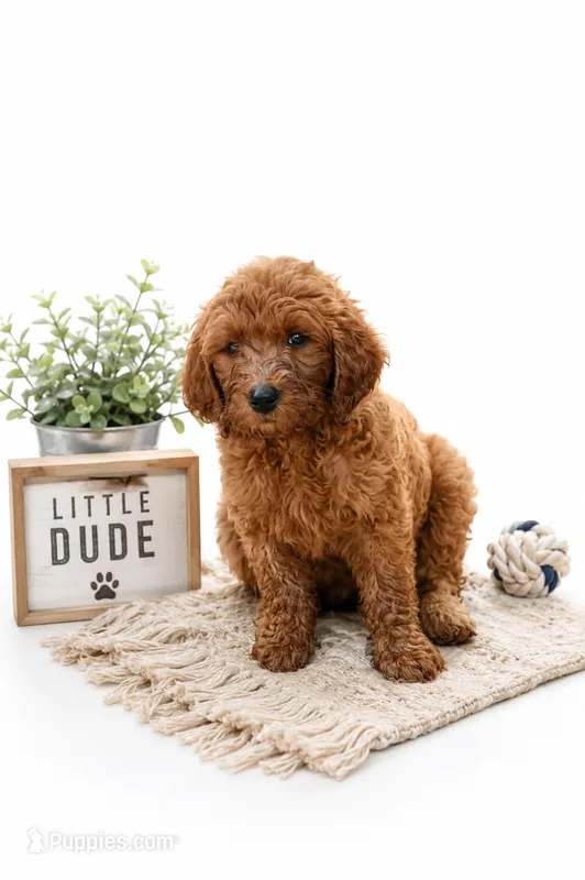 Goldendoodles litter of 10 males and females available  – Goldendoodle puppy for sale in Leavenworth, IN