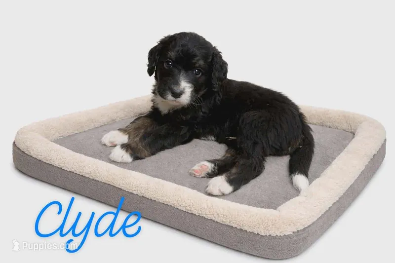 Clyde – Bernedoodle puppy for sale in Leavenworth, IN