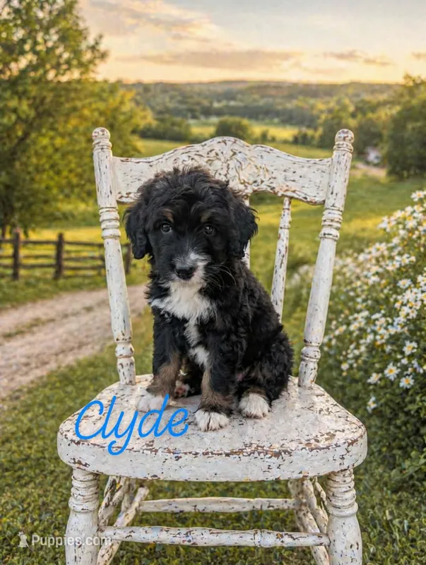 Clyde – Bernedoodle puppy for sale in Leavenworth, IN
