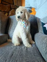 Luna, a female Poodle - Standard  for sale in Leavenworth, IN – 2 of 2