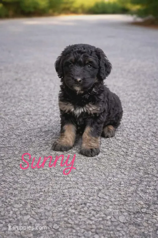 Sunny – Bernedoodle puppy for sale in Leavenworth, IN