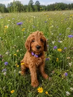 Winnie, a female Goldendoodle for sale in Leavenworth, IN – 3 of 3