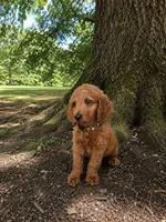 Lucas, a male Goldendoodle for sale in Leavenworth, IN – 3 of 6