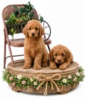 Goldendoodles litter of 10 males and females available , a female Goldendoodle for sale in Leavenworth, IN – 4 of 6
