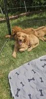 Murphy, a male Goldendoodle for sale in Leavenworth, IN – 6 of 6