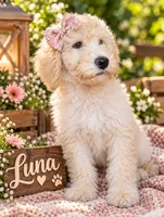 Luna. REDUCED, a female Poodle - Standard  for sale in Leavenworth, IN – 1 of 2