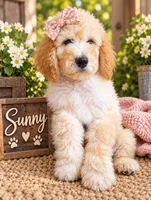 Sunny , a female Poodle - Standard  for sale in Leavenworth, IN – 2 of 2