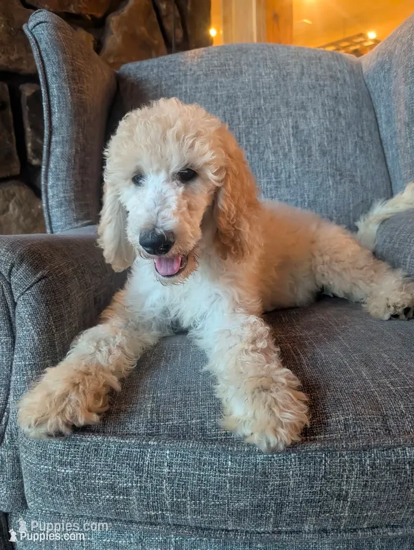 Olaf.  – Poodle - Standard  puppy for sale in Leavenworth, IN
