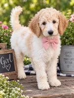 Honey, a female Poodle - Standard  for sale in Leavenworth, IN – 1 of 1
