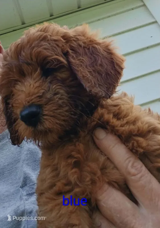 Cooper – Goldendoodle puppy for sale in Leavenworth, IN
