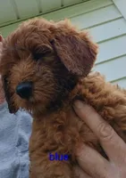 Cooper, a male Goldendoodle for sale in Leavenworth, IN – 1 of 1
