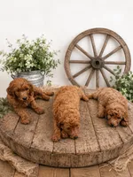 Goldendoodles litter of 10 males and females available , a female Goldendoodle for sale in Leavenworth, IN – 5 of 6