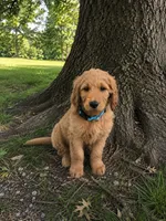 Murphy, a male Goldendoodle for sale in Leavenworth, IN – 2 of 6