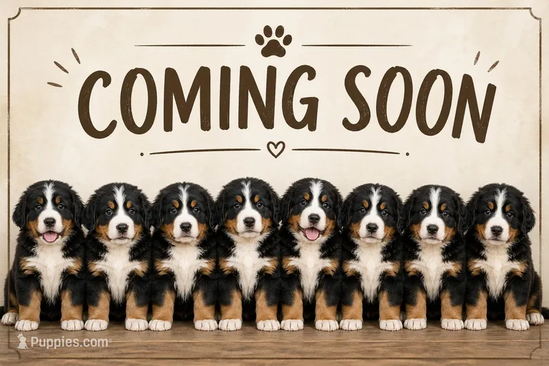 Coming soon!!!, a  Bernese Mountain Dog for sale in Leavenworth, IN – Photo 1 of 1