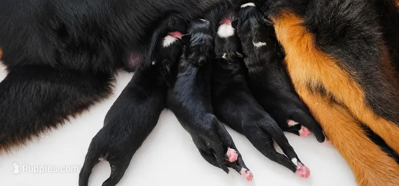 Coming soon!!! – Bernese Mountain Dog puppy for sale in Leavenworth, IN