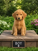 Lucas, a male Goldendoodle for sale in Leavenworth, IN – 1 of 6