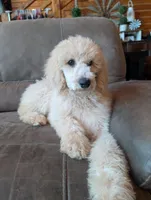 Luna, a female Poodle - Standard  for sale in Leavenworth, IN – 1 of 2