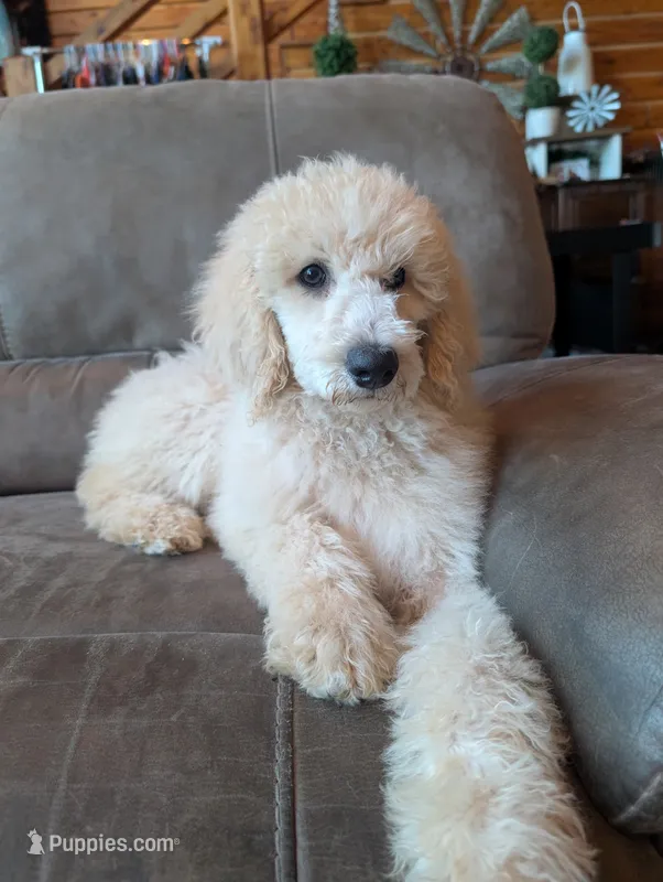 LILLY – Poodle - Standard  puppy for sale in Leavenworth, IN