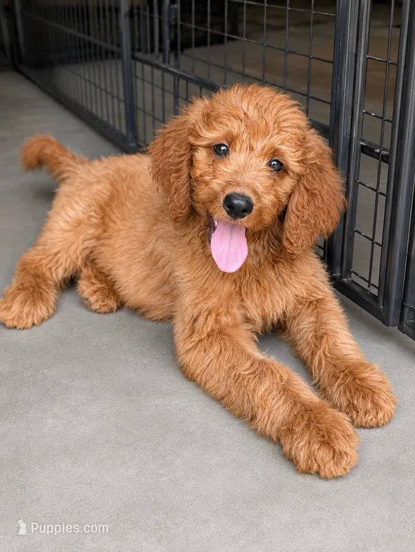 Hazel – Goldendoodle puppy for sale in Leavenworth, IN