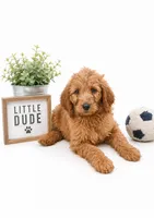 Goldendoodles litter of 10 males and females available , a female Goldendoodle for sale in Leavenworth, IN – 2 of 6