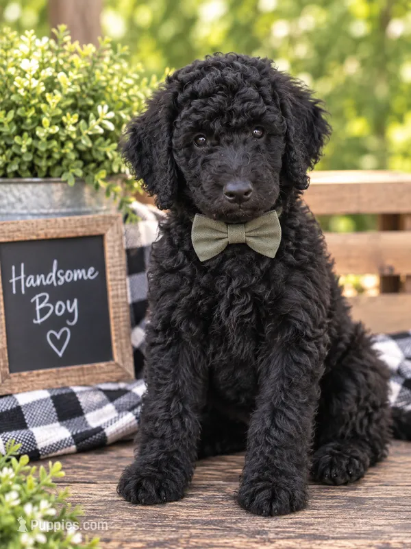 Onyx – Poodle - Standard  puppy for sale in Leavenworth, IN