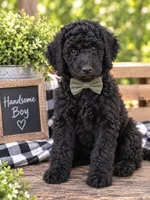 Onyx, a male Poodle - Standard  for sale in Leavenworth, IN – 1 of 1