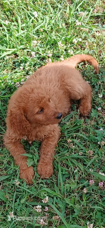 Scout – Goldendoodle puppy for sale in Leavenworth, IN