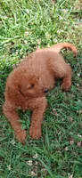 Scout, a male Goldendoodle for sale in Leavenworth, IN – 1 of 1